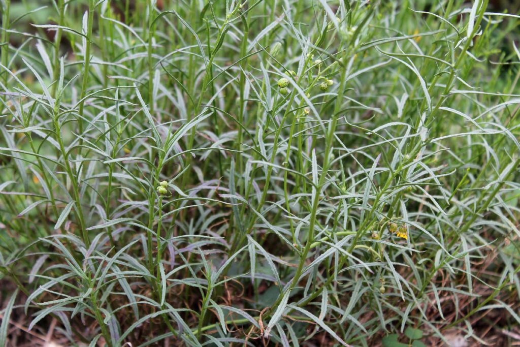 Senecio inaequidens (Asteraceae)